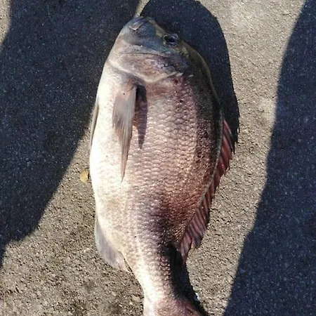 House Lady - & Tavern Bain, Free Transport, Pool, Island Of Zut - Kornati *