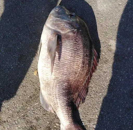 House Lady - & Tavern Bain, Free Transport, Pool, Island Of Zut - Kornati *